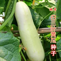 【满5包/包邮】嫩香白三叶水果黄瓜种子白黄瓜白皮早熟高产春夏季播