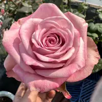 粉曼塔根接多季节原盆原土 修剪萌芽发货