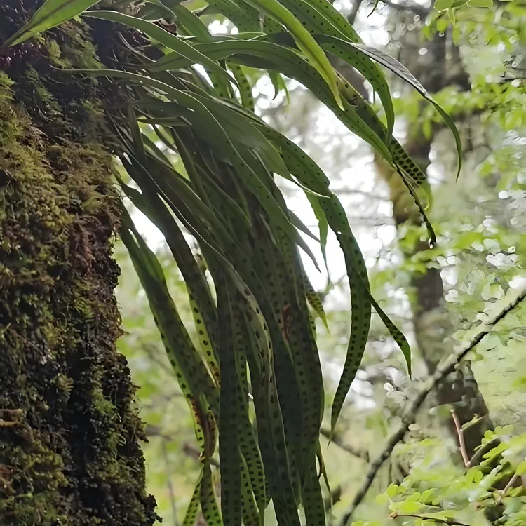 东北长白山野生肾精草嗷嗷叫可泡水喝的养生石韦草茶
