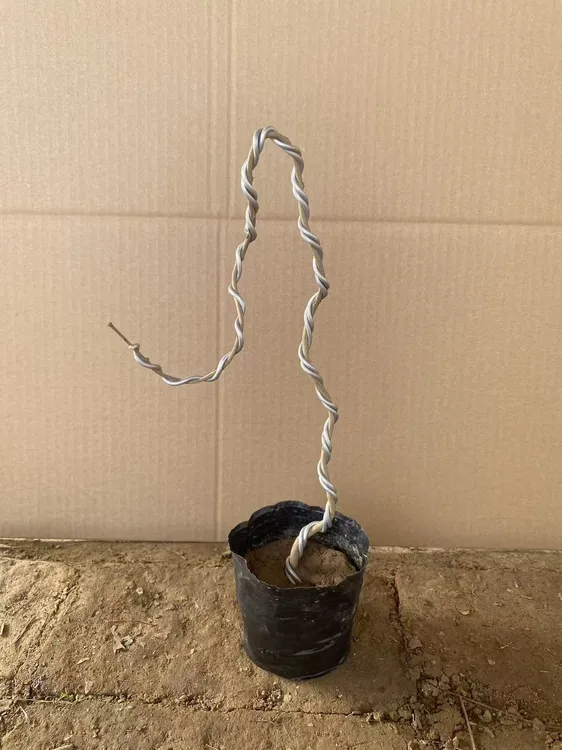 造型白蜡 文人白蜡 室内客厅植物盆栽