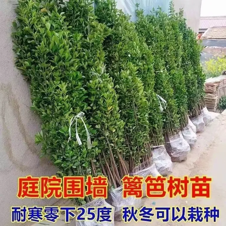 大叶北海道黄杨苗四季常青耐寒庭院篱笆围墙绿篱绿化植物耐寒耐旱