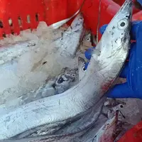 《本地油带鱼》肉厚 5斤装 介意破肚勿拍 天津发货