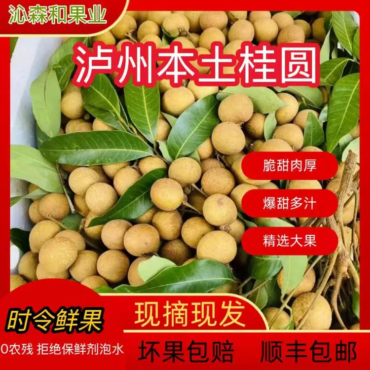 （川渝专拍）泸州现摘新鲜龙眼 清甜多汁 肉厚饱满 当季水果