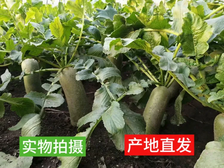 （北斗）正宗沙窝萝卜产地直发