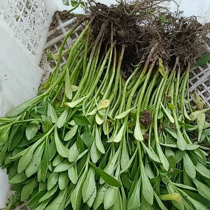 云南白药草苗盆栽养心菜救心菜土三七蚊虫叮咬蚊子草