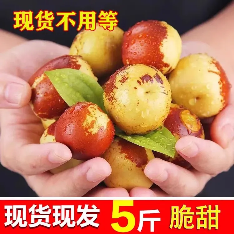 （现货速发）冰糖冬枣5斤现摘新鲜当季水果产地直发 甜脆青枣鲜枣