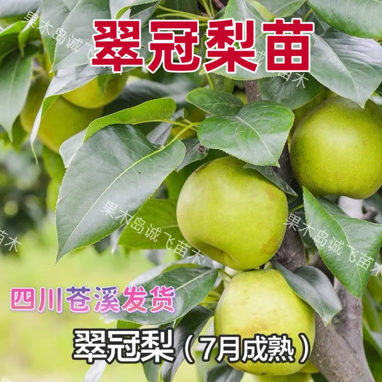 翠冠梨嫁接苗四川基地直发裸根苗品种纯正现挖保湿发货