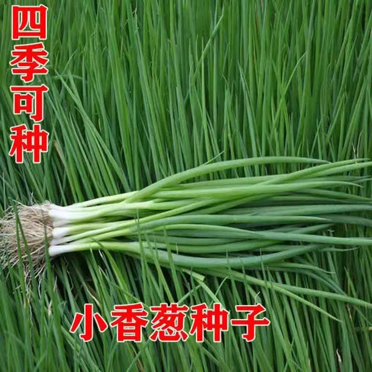 四季小香葱籽种子四季易种小葱种子阳台室内盆栽葱种子家庭菜种子