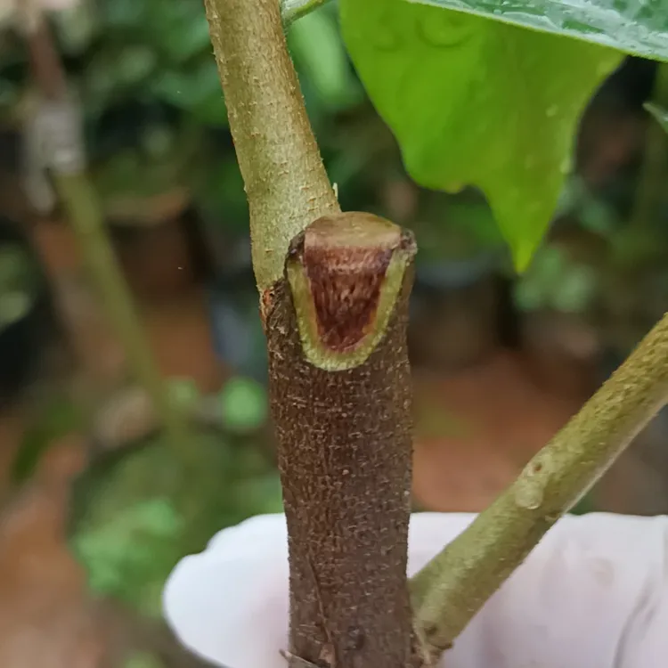 国香品种，海南树心油