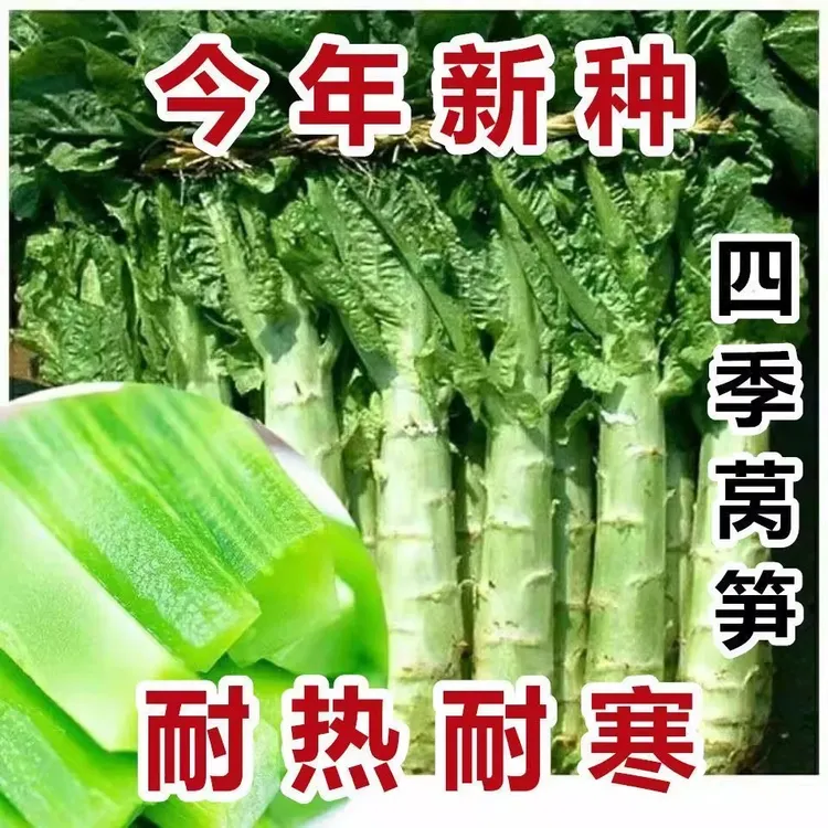 莴苣种籽香莴笋四季莴苣种子莴笋菜种籽种孑秋冬季菜苗农家蔬菜