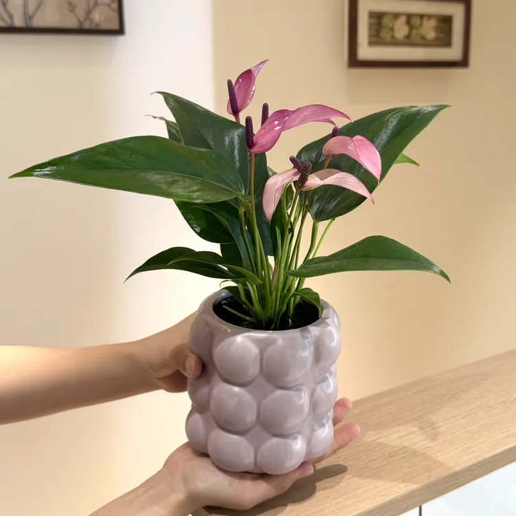 带花齐祖紫掌红掌竹芋盆栽室内客厅办公室桌面花卉绿植好养活竹芋