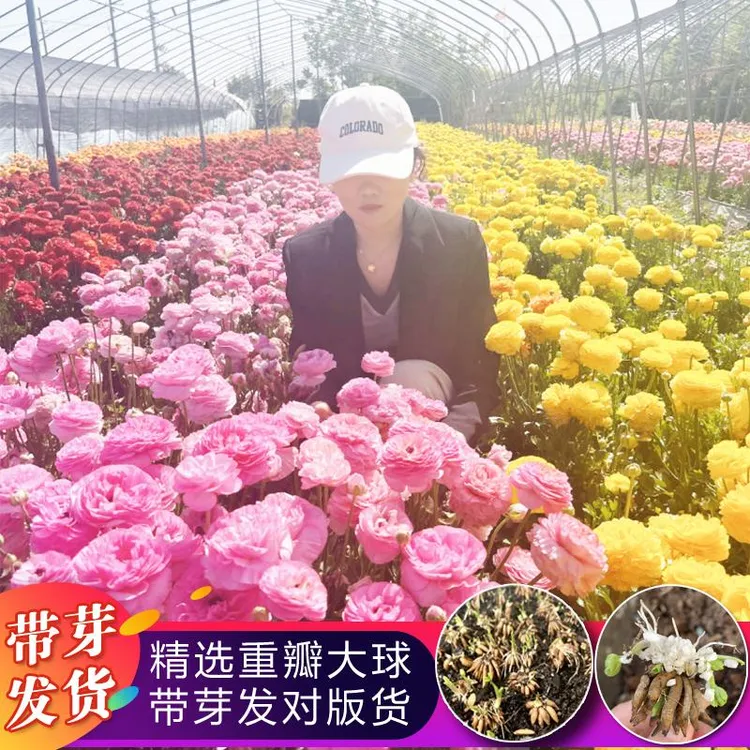 【带芽发货】蝴蝶洋牡丹重瓣种球芹叶牡丹种子盆栽庭院耐寒四季花