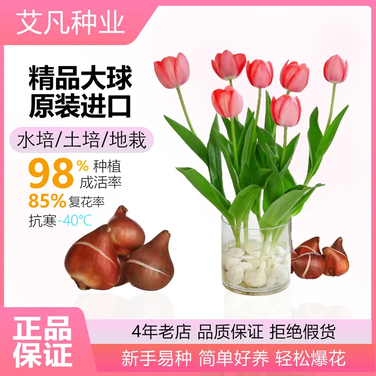 郁金香种球水培套装进口带芽大球盆栽花种子室内阳台水养花卉植物