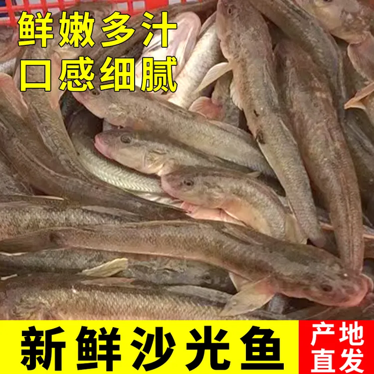 新鲜海捕沙光鱼每斤7条左右连云港产地冷链直发海鲜水产品