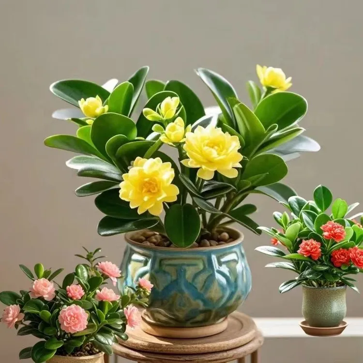 原盆原土发货】浓香重瓣大花碧玉耐寒花盆栽南北好养花卉绿植盆栽