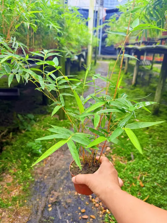 红观音竹盆栽绿植盆栽室内外四季竹子可用于庭院装饰的室内绿植