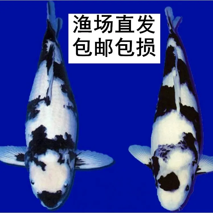 白写昭和菲写锦鲤观赏鱼日系锦鲤黑白锦鲤鱼活体鱼淡水鱼冷水鱼苗