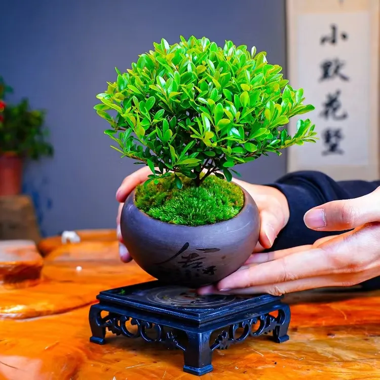 【采桑子】小叶赤楠带盆室内盆栽盆景15公分花卉绿植