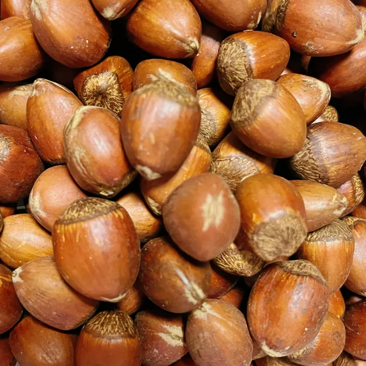 2025年开原新薄皮玉坠榛子榛果大榛子坚果零食2/4斤