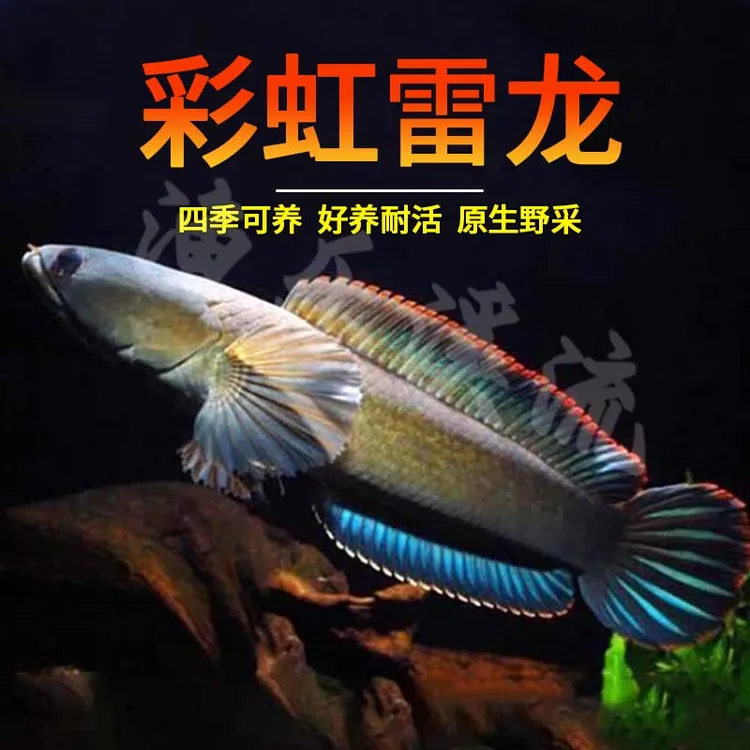 雷龙鱼观赏鱼彩虹雷龙鱼淡水活体鲜活凶猛七彩雷龙耐养观赏鱼南鳢