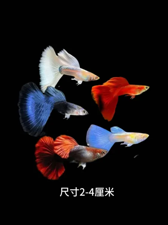 全家福组合款公母搭对发货好养小型淡水观赏鱼可繁衍