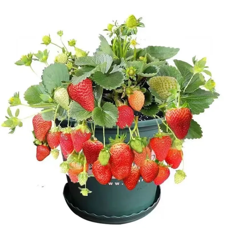 四季奶油秧苗盆栽带土带盆阳台种植南北通用易活