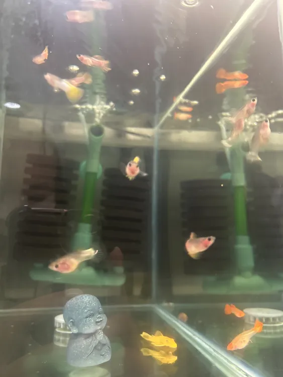 小型热带孔雀鱼活鱼纯种观赏鱼好养耐活鱼