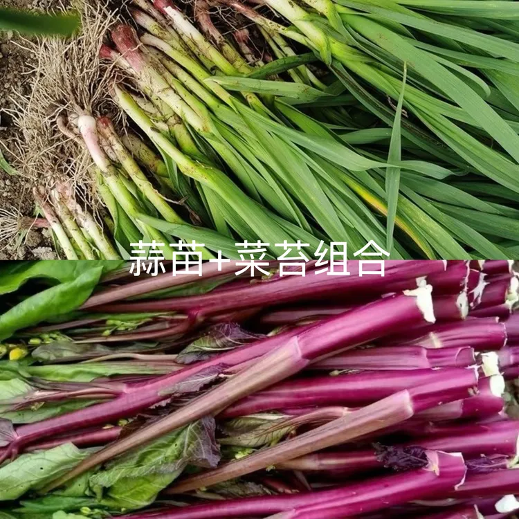 （组合装）湖北露天打霜后的红（白）菜苔+红根蒜苗蒜香味十足