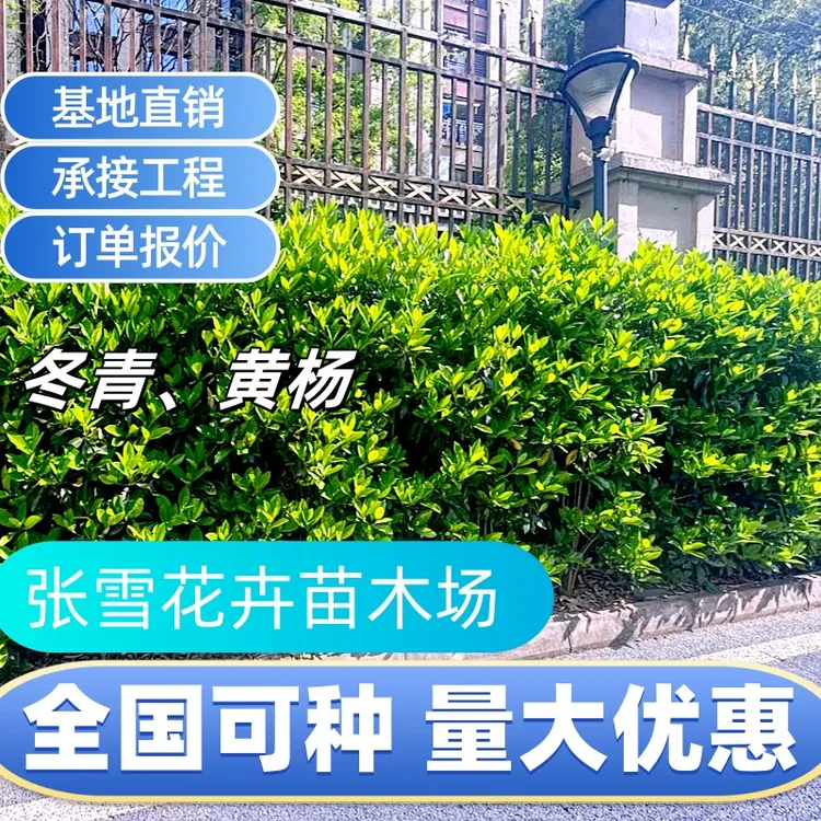 法国冬青大叶北海道黄杨庭院围栏植物耐寒四季常青篱笆工程绿化