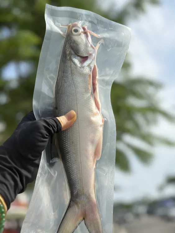 本港野生马友鱼/午鱼 肉质细嫩 脂肪丰富 香煎流脂 清蒸凝鲜 