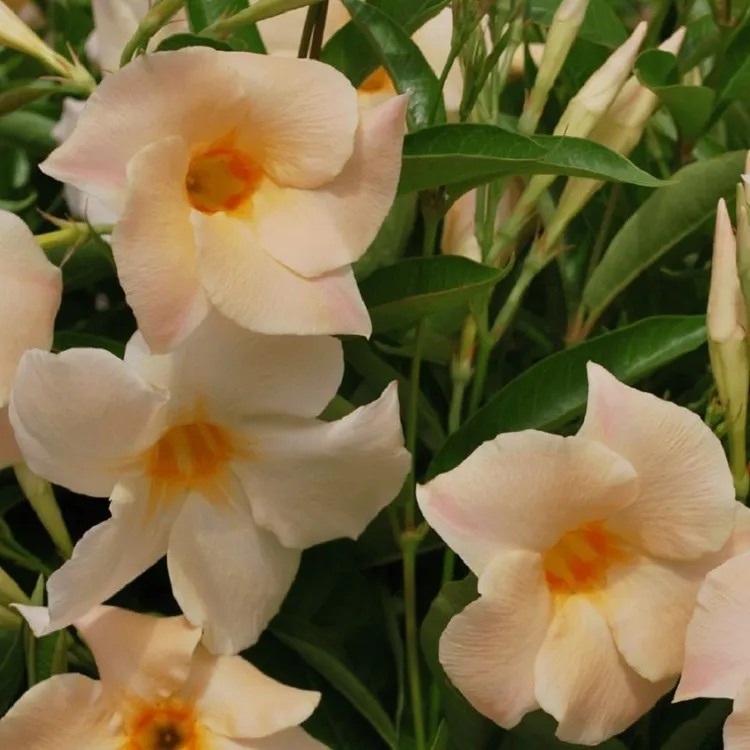 庭院花园爬藤植物花卉杏色飘香藤花苗盆栽带花发货花期长爆花神器