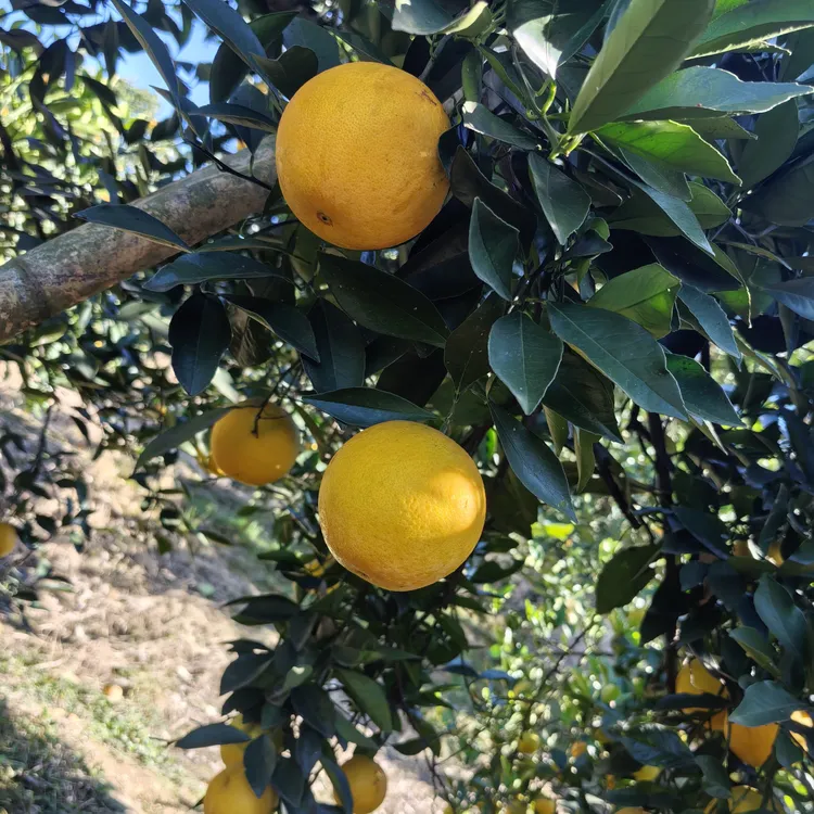 【顺丰包邮】正宗永兴冰糖橙新鲜现摘香甜脆爽爆汁应季水果产地直发