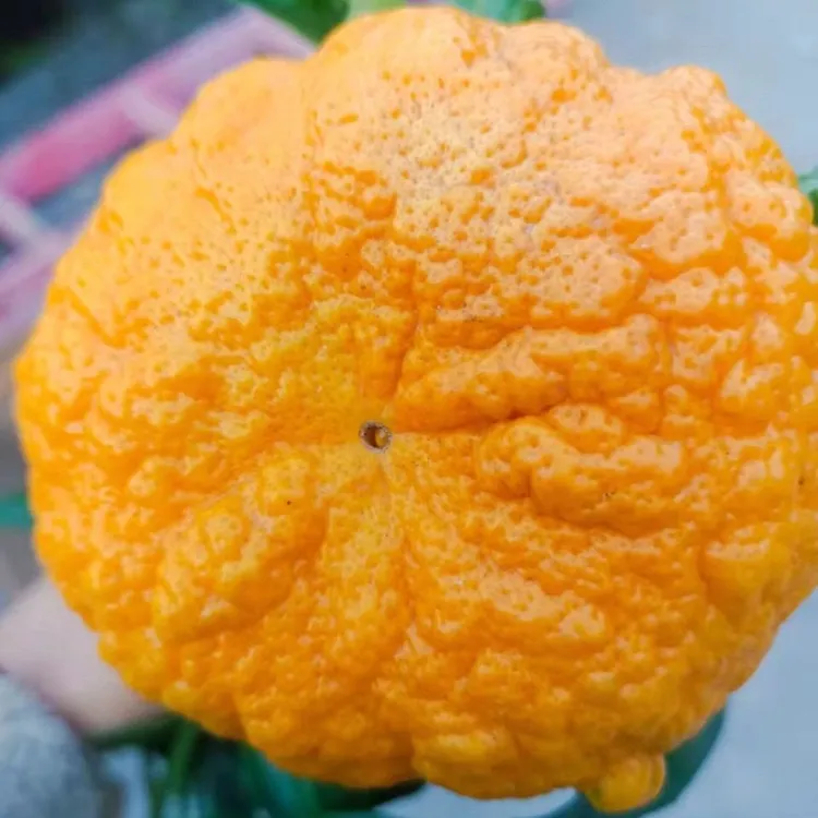 陕西安康旬阳狮头柑新鲜现摘现发酸甜爽口当季时令水果贡柑丑八怪