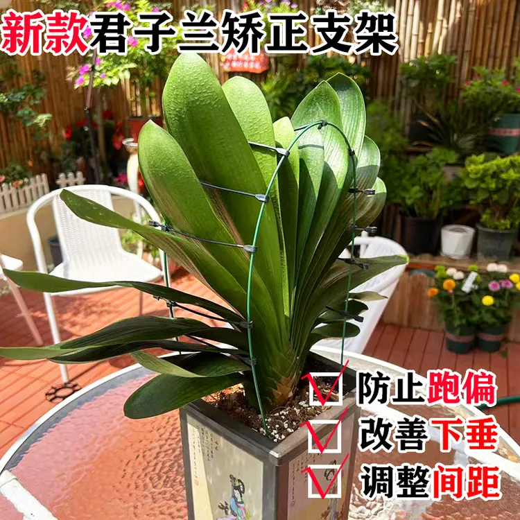 1 君子兰专用矫正花架定型矫正固定防长偏调整叶子间距夹子花杆子商品图