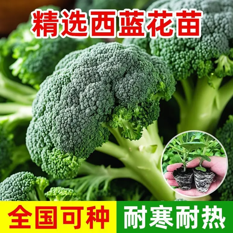 西兰花秧苗青花菜苗西蓝椰花菜秧苗早熟耐寒越冬蔬菜苗地栽盆栽苗