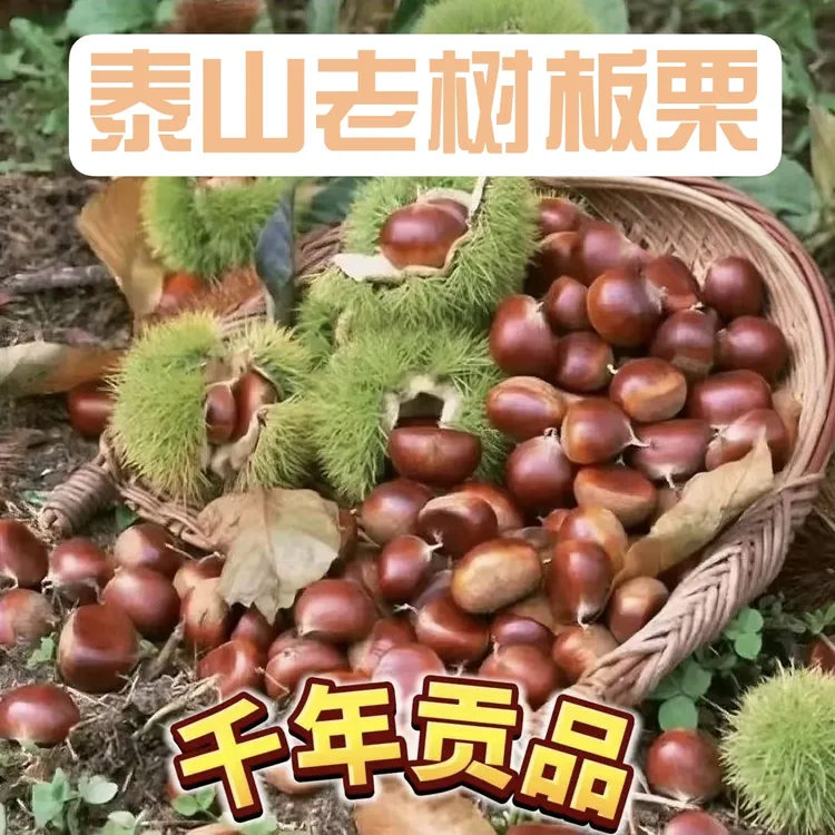 新鲜泰山板栗老树正宗自然成熟粉糯香甜