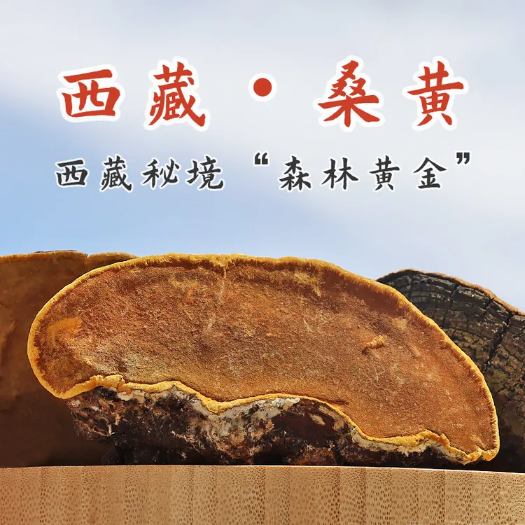 西藏桑黄100g整朵发货不切片不打粉森林采摘金边背纹