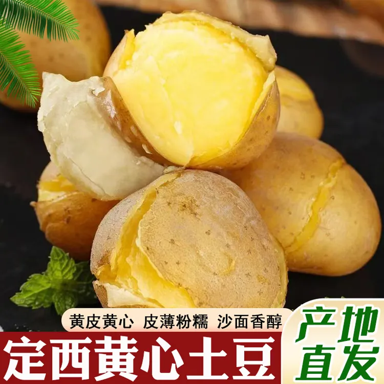 2025甘肃定西新鲜黄心沙面土豆高山洋芋农家老品种现挖洋芋马铃薯