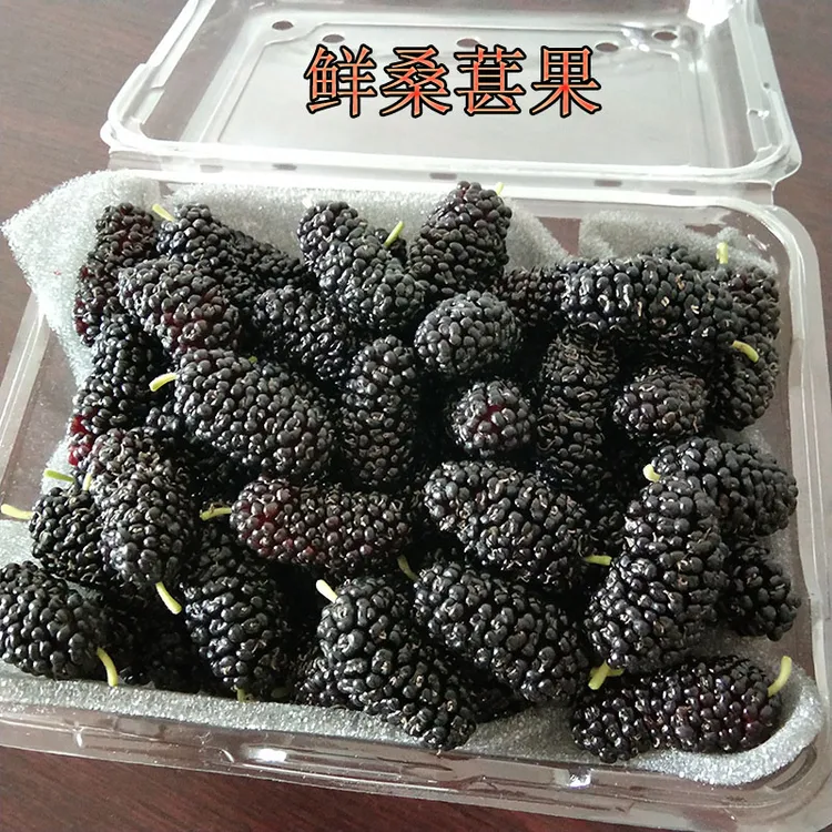 桑椹新鲜桑葚果现摘现发广东汕头