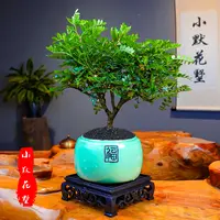 【清香胡椒木盆景】庭院客厅桌面室内小盆景四季常青种植