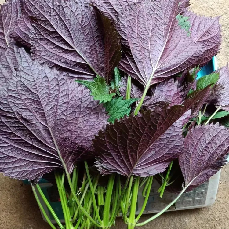 新鲜紫苏叶带杆种子紫苏叶可作鱼虾田螺香料的带长杆发货