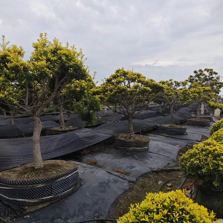 黄金无刺枸骨树大型绿植适合庭院栽种观赏