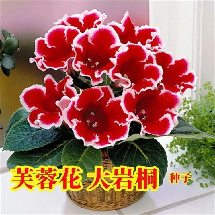 重瓣大岩桐花种子 富贵芙蓉花种子春播花草盆栽 四季易种花卉种籽