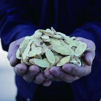 【产地直发】甘肃精选特产陇西黄芪原无熏无染冷藏储存煲汤泡水