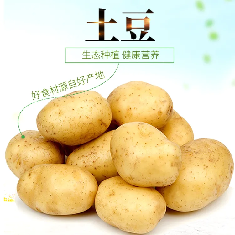 新鲜现挖马铃薯黄心薄皮土豆洋芋蔬菜黄皮黄心绵软粉糯