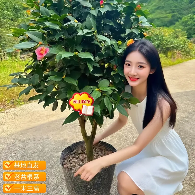 茶花树盆栽香妃品种开花重瓣大粉色花开带香味茶花庭院大阳台栽种