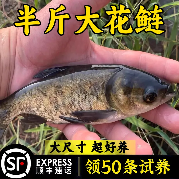 花鲢鱼大头鱼淡水水族渔场直供包活耐活批发鲢鳙大鱼小鱼胖头鱼