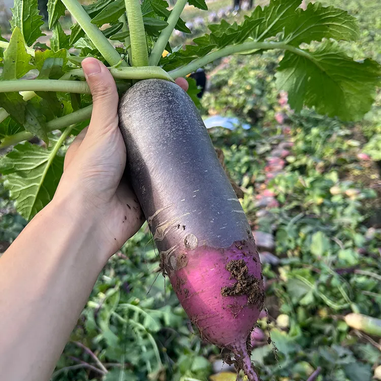 新鲜冰淇淋水果萝卜红冰糖心潍坊萝卜甜脆型生吃