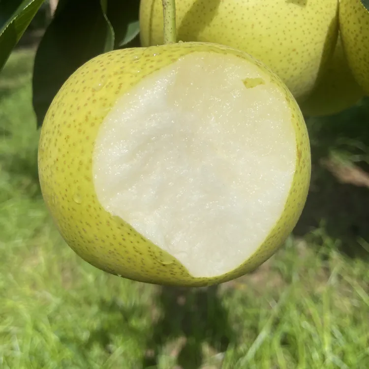 砀山青皮蜜梨农家果园现摘现发（金砖海娇专属链接）