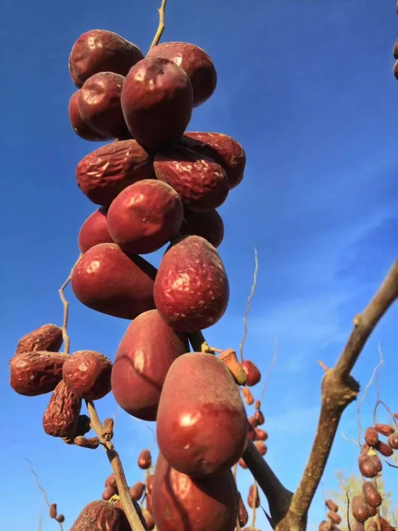 一二级新疆直发原生态和田大枣（懒汉枣）核小皮薄枣香浓郁